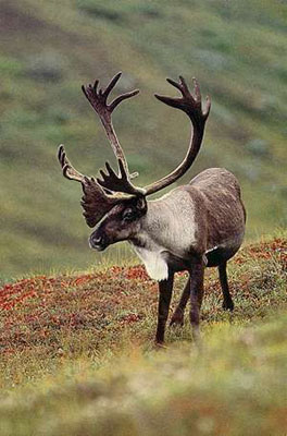 Woodland Caribou Image &copy; Terry Parker